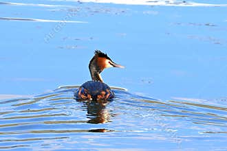 A great grebe, Podiceps cristatus, swimming in the calm waters of a lakeb