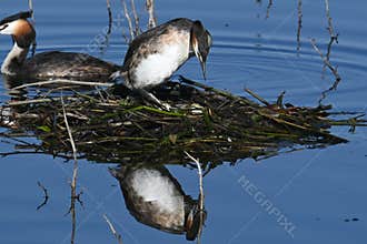 Great Grebe on Floating Nest, Podiceps cristatus