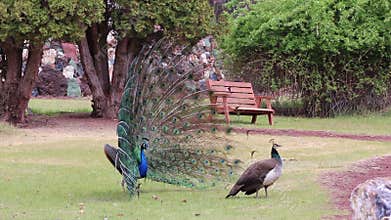Male and Female Peacock Courtship Dance in Park Distance