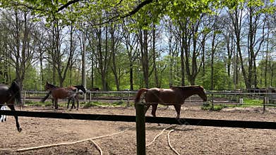 Outdoor Arena in Forest with Horse and Dog Amsterdam