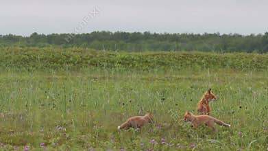 Red fox with cubs