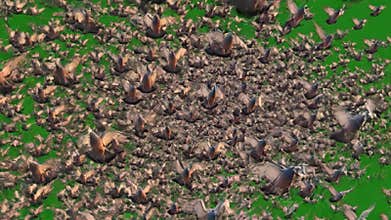 Vibrant Aerial View of Dynamic Flock of Birds in Motion Against Green Screen Background for VFX and Motion Graphics Applications