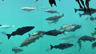 Cod fish floating gracefully, Norwegian cod swimming in aquarium fish