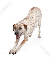Pointer Crossbreed Bowing