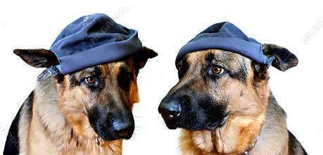 Dogs In Caps