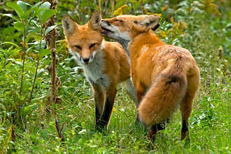 Red Fox - Vulpes vulpes