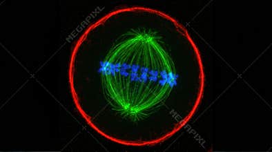 Oocyte Meiotic Spindle Assembly Confocal Mouse Egg