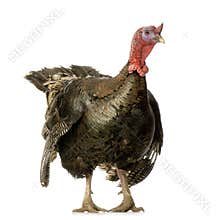 Turkey