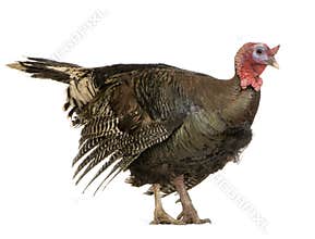 Turkey
