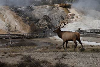 Bull elk Mammoth hot spring