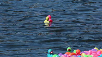 Colorful Rubber Ducks in River Race