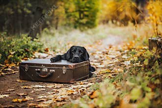 Black labrador autumn in nature, vintage