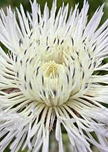 Centaurea elegance