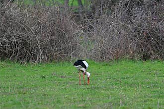 Stork foraging in a green meadow