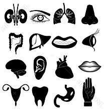 Human body parts icons set