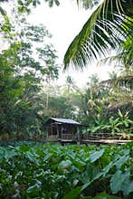 A wooden house in the middle of a lake where the water level is receding and various aquatic plants are beginning to grow