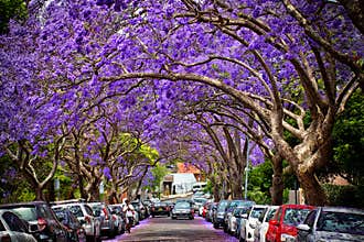 Jacarandas in full bloom