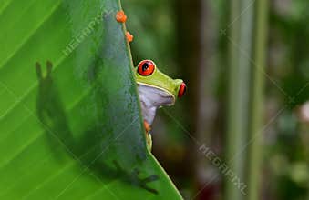 Red eyed green tree frog, corcovado, costa rica