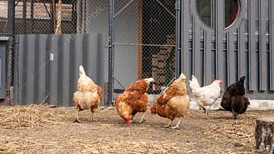 Group of hens pecking and feeding in outdoor pen farmyard