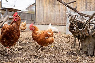 Brown hens walking and pecking in farm yard enclosure