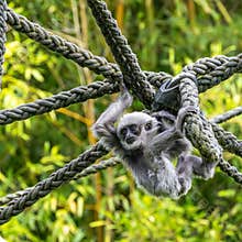 Silvery gibbon baby, Hylobates moloch in a German park