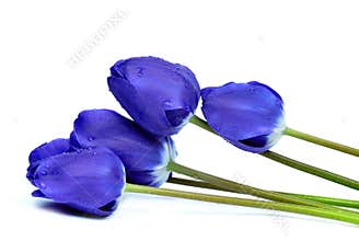 Dewy blue tulips