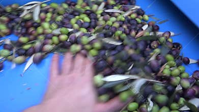 Defoliation of Olives (3)