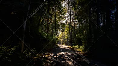 Sunlit Forest Road Through Tall Pine Trees
