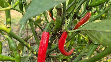 Red And Green Chilies Growing Together In Bangladesh