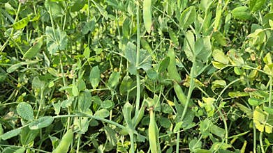 Abundant Green Pea Pods Growing In Bangladesh Field