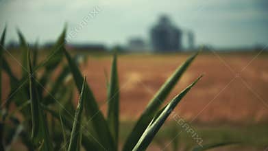 Agricultural grain silo viewed through lush green corn leaves swaying in the summer breeze. Crop production, rural infrastructure