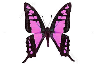 Black and pink butterfly