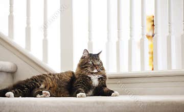 Maine Coon Cat Mix