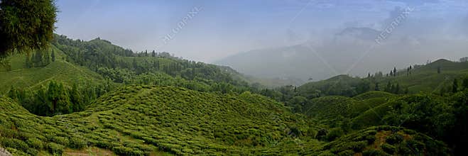 Famous Tea Gardens at Sikkim