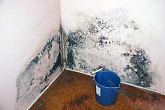 Apartment Mold(Aspergillus)