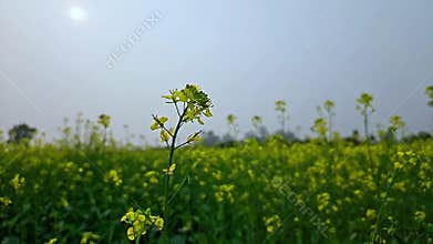 Blooming yellow mustard flowers in an agricultural field.