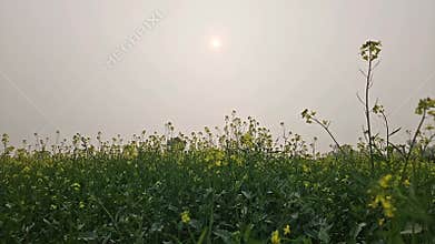 Blooming yellow mustard flowers in an agricultural field.