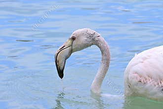 A young flamingo , Phoenicopterus roseus , forages in a salt pan by a coastal lagoon