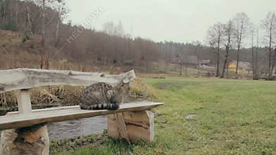 Cat jumps of the bench
