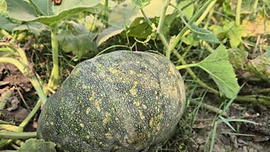 Mature Sweet Pumpkin Ready For Harvest In Bangladesh