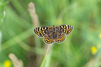 Close-up of a heath fritillary butterfly with open wings sitting on a blade of grass.