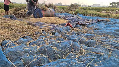 Farmers Threshing Paddy On Blue Net Mesh In Bangladesh