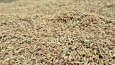 Uncleaned Paddy Grains With Straw Pieces In Bangladesh