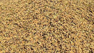 Close Up Golden Paddy Grain Texture In Bangladesh