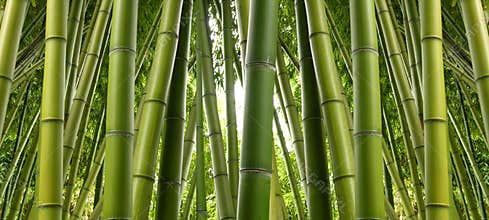 Bamboo Grove