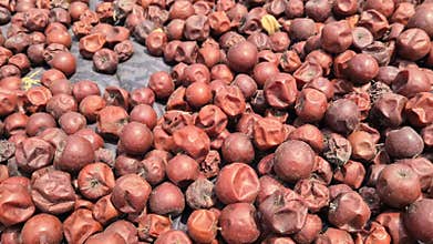 Ripe Jujube Fruits Sun Drying On Black Tarp Bangladesh