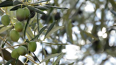 Olives hanging at brancH in olive tree at sunset
