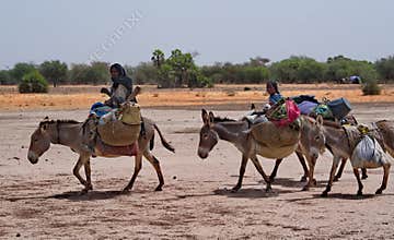 The Great Migration of the Tribe