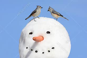 Two Birds On A Snowman