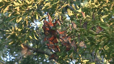 Monarch Butterfly Migration Cluster